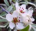 Grusza wierzbolistna 'Pendula' DUŻE SADZONKI Pa 160-220 cm, obwód pnia 8-10 cm (Pyrus salicifolia)